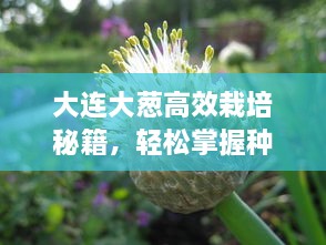 大连大葱高效栽培秘籍，轻松掌握种植要领！