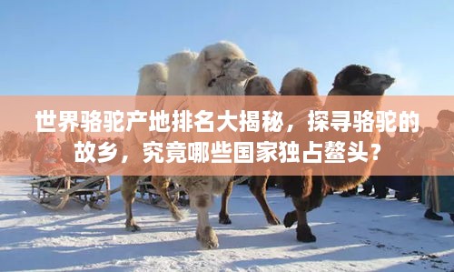 世界骆驼产地排名大揭秘，探寻骆驼的故乡，究竟哪些国家独占鳌头？