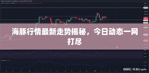 海豚行情最新走势揭秘，今日动态一网打尽