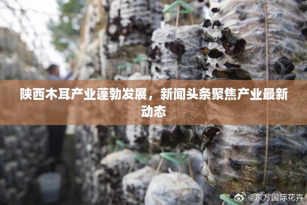 陕西木耳产业蓬勃发展，新闻头条聚焦产业最新动态
