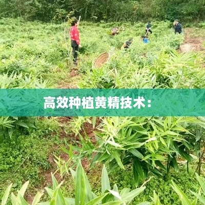 dingmouguijue 第2页