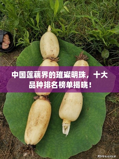 驾轻就熟 第2页