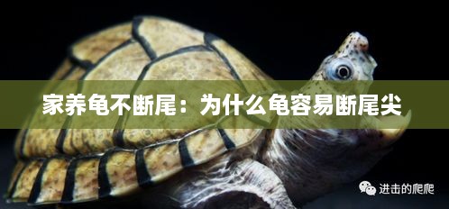 yongrongyabu 第2页