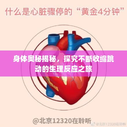 身体奥秘揭秘，探究不断收缩跳动的生理反应之旅