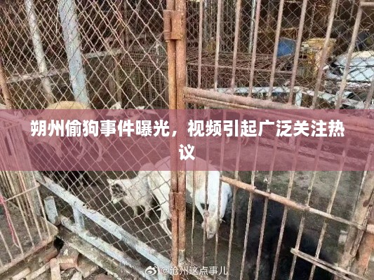 朔州偷狗事件曝光，视频引起广泛关注热议