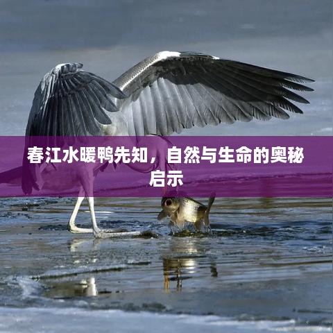 春江水暖鸭先知，自然与生命的奥秘启示