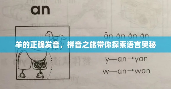 羊的正确发音，拼音之旅带你探索语言奥秘