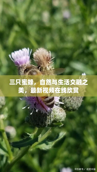 三只蜜蜂，自然与生活交融之美，最新视频在线欣赏