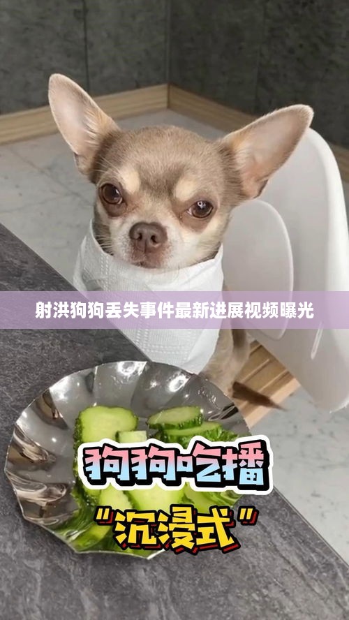 射洪狗狗丢失事件最新进展视频曝光