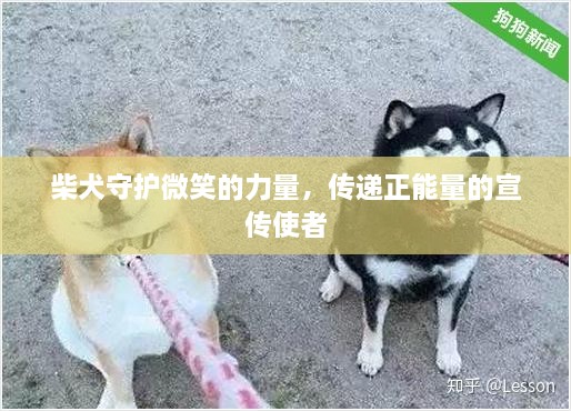 柴犬守护微笑的力量，传递正能量的宣传使者