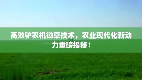 小家碧玉