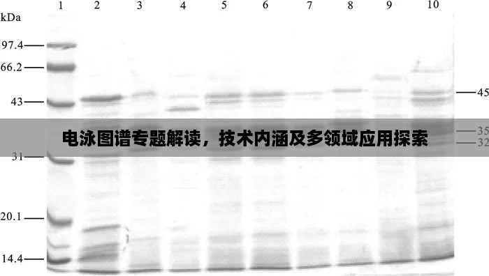 电泳图谱专题解读，技术内涵及多领域应用探索