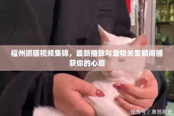 福州抓猫视频集锦，最新播放与宠物关爱瞬间捕获你的心扉