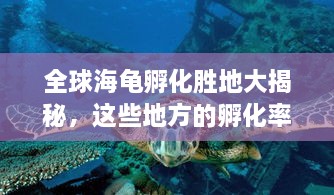 全球海龟孵化胜地大揭秘，这些地方的孵化率名列前茅！