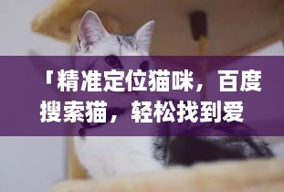 「精准定位猫咪，百度搜索猫，轻松找到爱宠新方式」