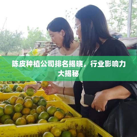 陈皮种植公司排名揭晓，行业影响力大揭秘