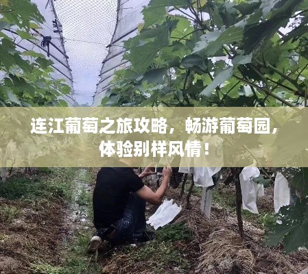 连江葡萄之旅攻略，畅游葡萄园，体验别样风情！