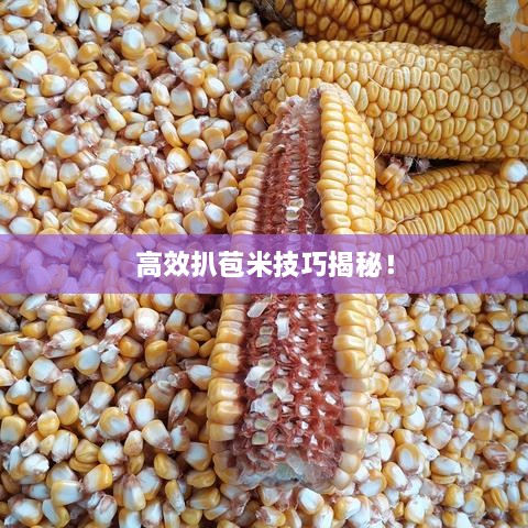 高效扒苞米技巧揭秘！
