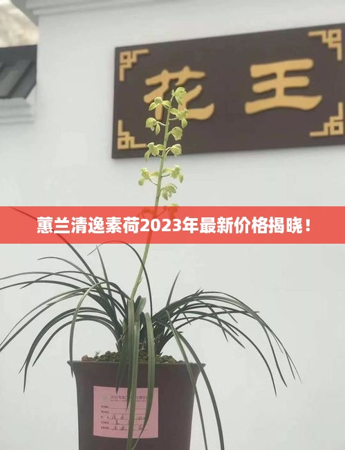 蕙兰清逸素荷2023年最新价格揭晓！