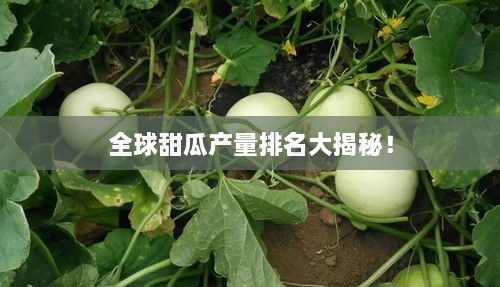 全球甜瓜产量排名大揭秘！